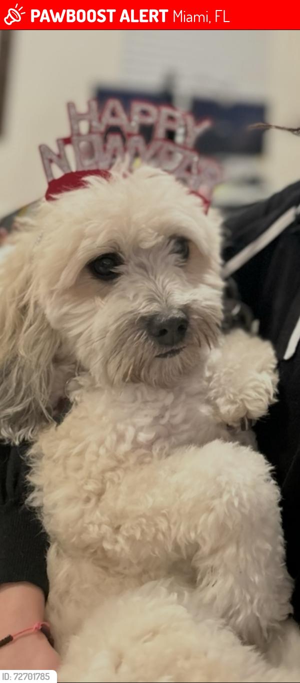 Lost Female Dog last seen Near Ave 32 Streer, Miami, FL 33165