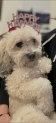 Lost Female Dog last seen Near Ave 32 Streer, Miami, FL 33165