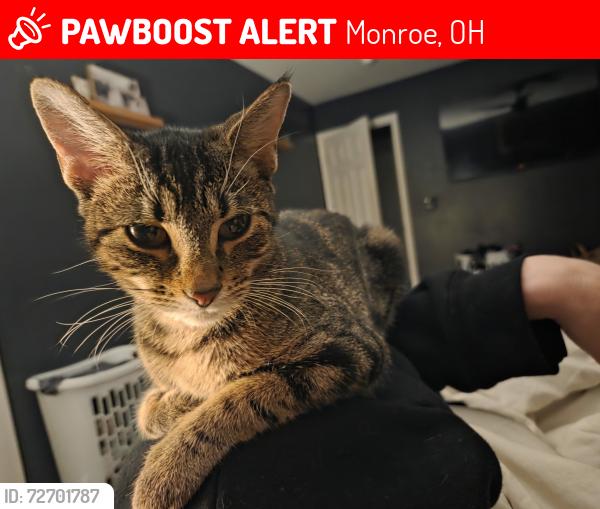 Lost Female Cat last seen Lena Drive, Monroe, OH 45050