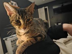 Lost Female Cat last seen Lena Drive, Monroe, OH 45050