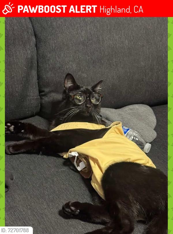 Lost Male Cat last seen Cunningham , Highland, CA 92346