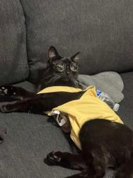 Lost Male Cat last seen Cunningham , Highland, CA 92346