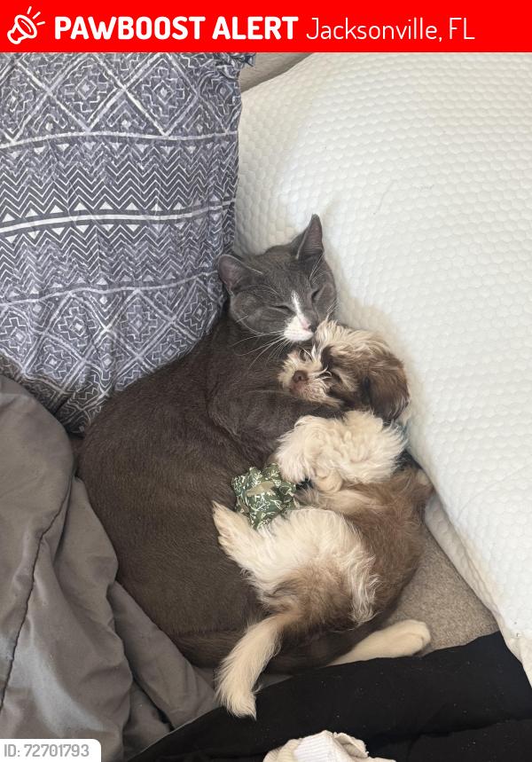 Lost Male Dog last seen Burnt mill Rd, Jacksonville, FL 32256