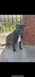 Lost Female Dog last seen N. Villere and Mazant, turn from N Claiborne, New Orleans, LA 70117