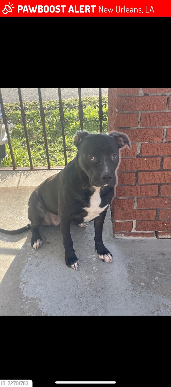Lost Female Dog last seen N. Villere and Mazant, turn from N Claiborne, New Orleans, LA 70117