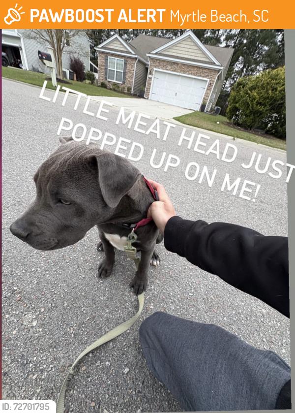 Found/Stray Male Dog last seen Palmetto point and Burchwood lane , Myrtle Beach, SC 29588