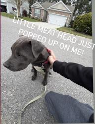 Found/Stray Male Dog last seen Palmetto point and Burchwood lane , Myrtle Beach, SC 29588