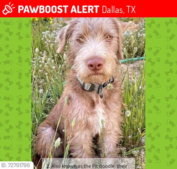 Lost Female Dog last seen Brock bank and walnut hill , Dallas, TX 75220