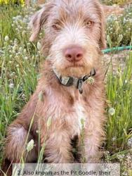 Lost Female Dog last seen Brock bank and walnut hill , Dallas, TX 75220