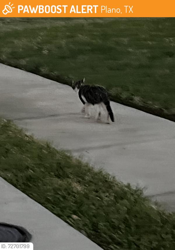 Found/Stray Unknown Cat last seen Coffeyville & Rainer, Plano, TX 75023