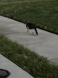 Found/Stray Unknown Cat last seen Coffeyville & Rainer, Plano, TX 75023