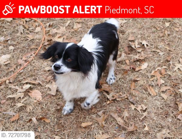Lost Male Dog last seen Hwy 20 and Old Pelzer road, Piedmont, SC 29673