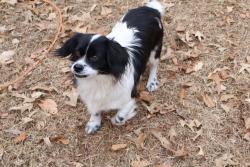 Lost Male Dog last seen Hwy 20 and Old Pelzer road, Piedmont, SC 29673