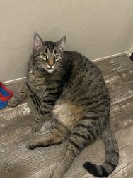Lost Male Cat last seen W Market St., Nappanee, IN 46550