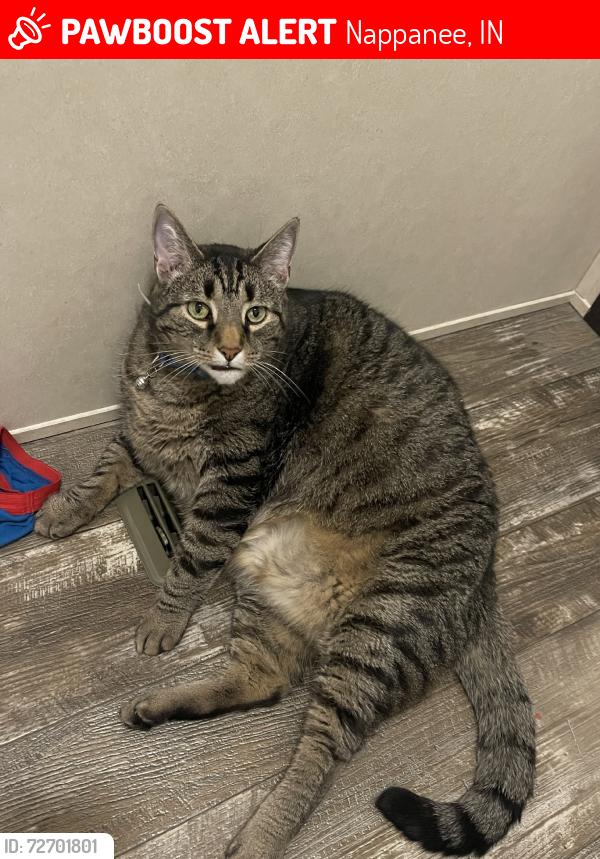 Lost Male Cat last seen W Market St., Nappanee, IN 46550