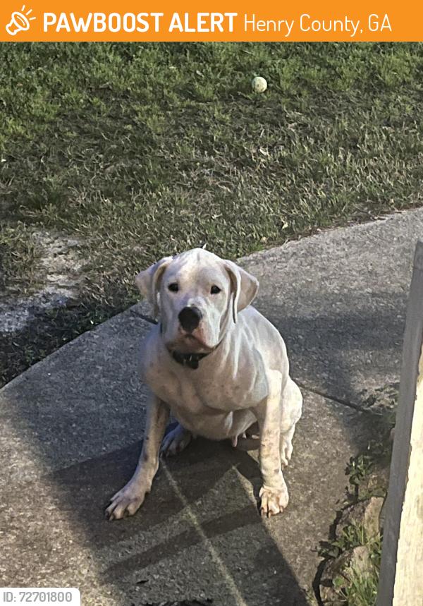 Found/Stray Female Dog last seen Rock Creek & Boyton, Henry County, GA 30228