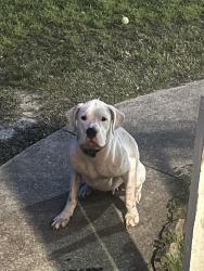 Found/Stray Female Dog last seen Rock Creek & Boyton, Henry County, GA 30228