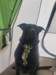 Lost Male Dog last seen  address, Albuquerque, NM 87123
