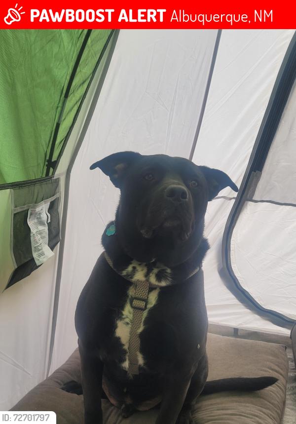Lost Male Dog last seen  address, Albuquerque, NM 87123