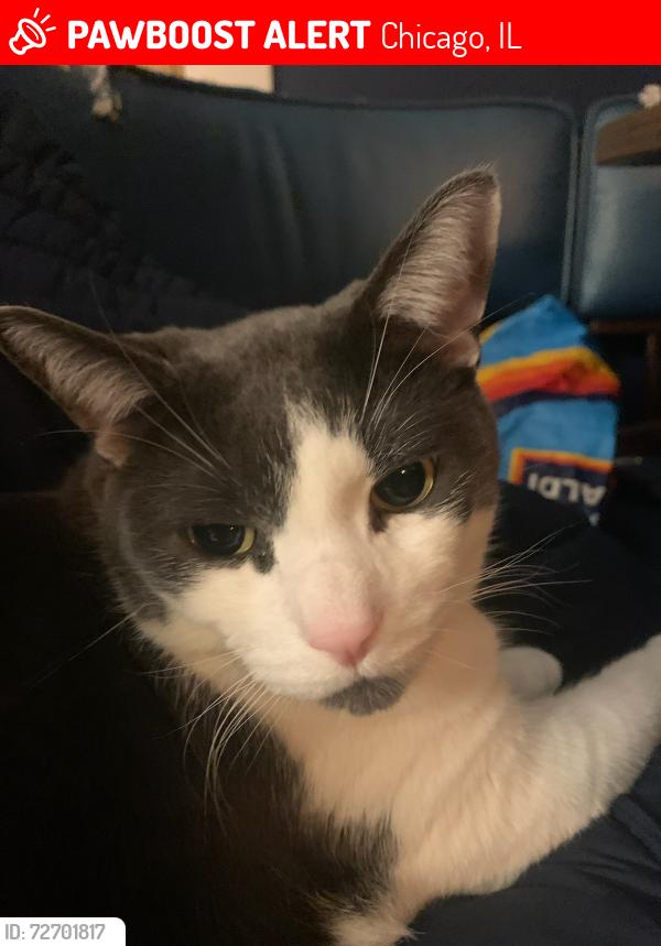 Lost Male Cat last seen Elston and Lynch, Chicago, IL 60630
