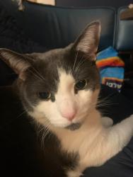 Lost Male Cat last seen Elston and Lynch, Chicago, IL 60630