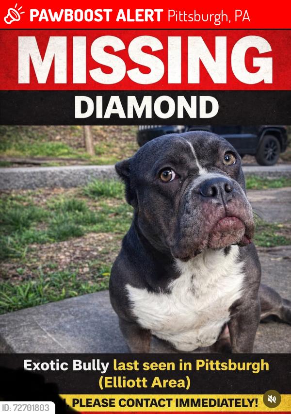 Lost Female Dog last seen Elliot, Pittsburgh, PA 15220