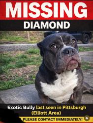 Lost Female Dog last seen Elliot, Pittsburgh, PA 15220