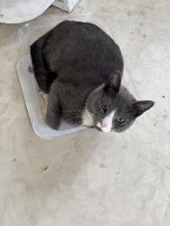Lost Male Cat last seen W Parrish St, Benson, NC 27504