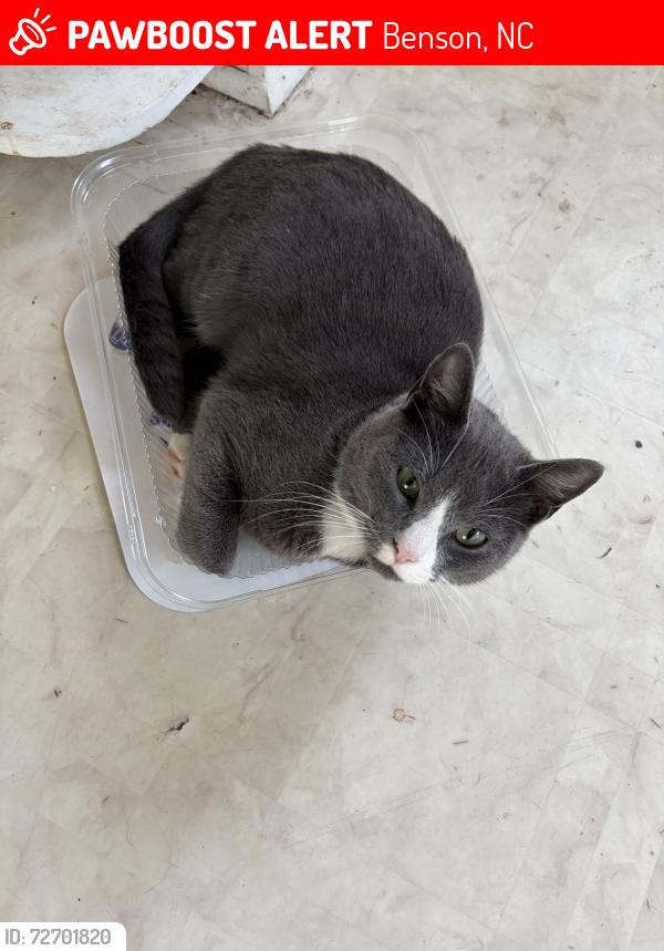 Lost Male Cat last seen W Parrish St, Benson, NC 27504