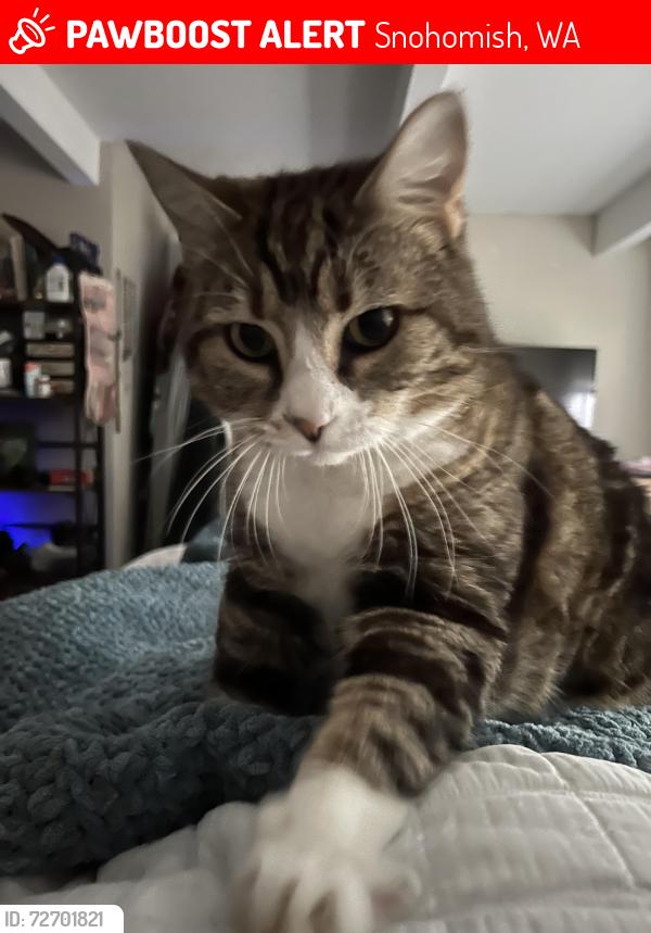 Lost Female Cat last seen Rte 2 exit to Bickford/Fobes Hill, Snohomish, WA 98290