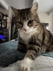 Lost Female Cat last seen Rte 2 exit to Bickford/Fobes Hill, Snohomish, WA 98290