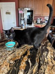 Lost Male Cat last seen Tobermory Pl, Leesburg, VA 20175