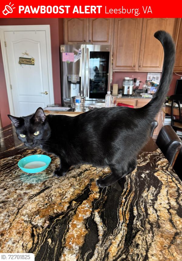 Lost Male Cat last seen Tobermory Pl, Leesburg, VA 20175