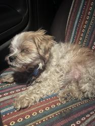 Found/Stray Female Dog last seen Airway drive & Peckham Ln , Reno, NV 89502