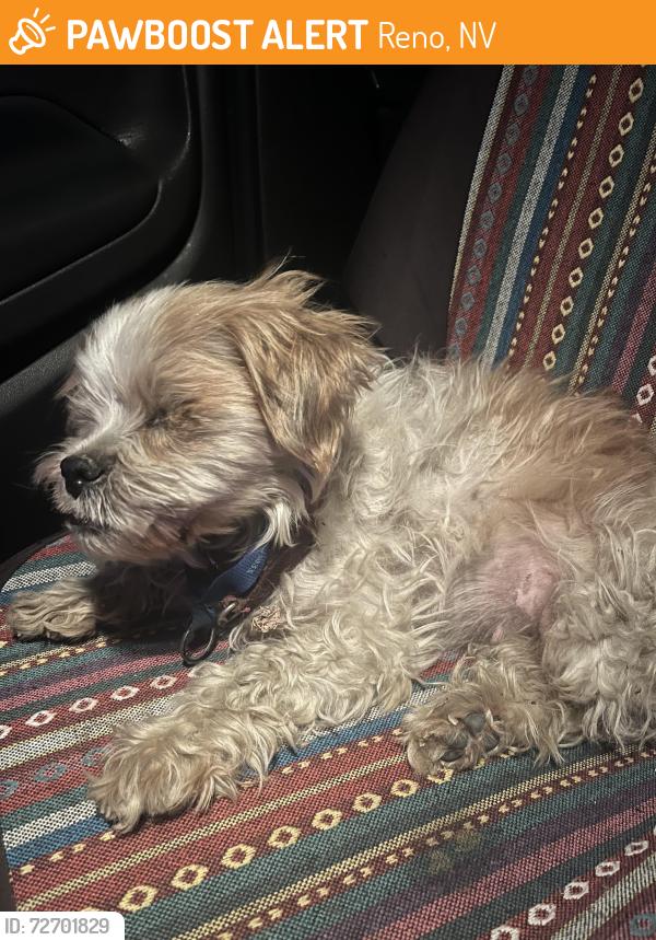 Found/Stray Female Dog last seen Airway drive & Peckham Ln , Reno, NV 89502