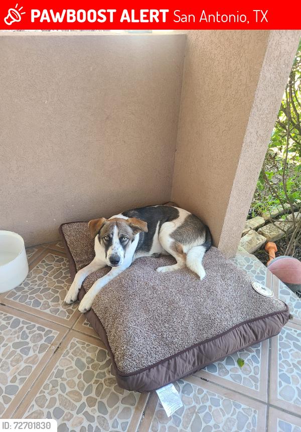 Lost Female Dog last seen Commercial , San Antonio, TX 78221