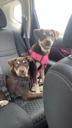 Lost Male Dog last seen Millers Pond neighborhood by highway 59 and the fort bend epicenter, Rosenberg, TX 77471