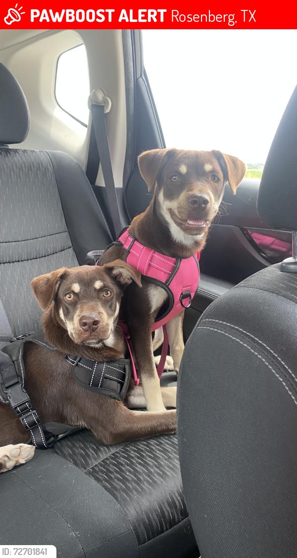 Lost Male Dog last seen Millers Pond neighborhood by highway 59 and the fort bend epicenter, Rosenberg, TX 77471