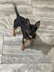Lost Male Dog last seen Near Pawley drive , Charlotte, NC 28214