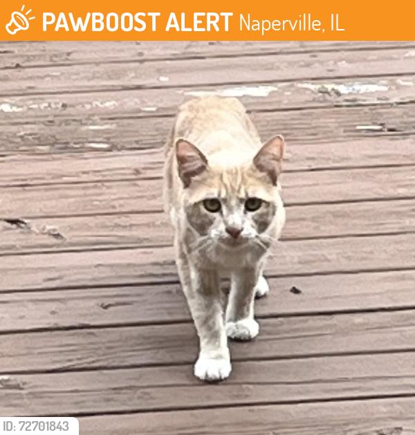 Found/Stray Unknown Cat last seen Near Caroline can, Naperville, IL 60565