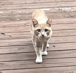 Found/Stray Unknown Cat last seen Near Caroline can, Naperville, IL 60565