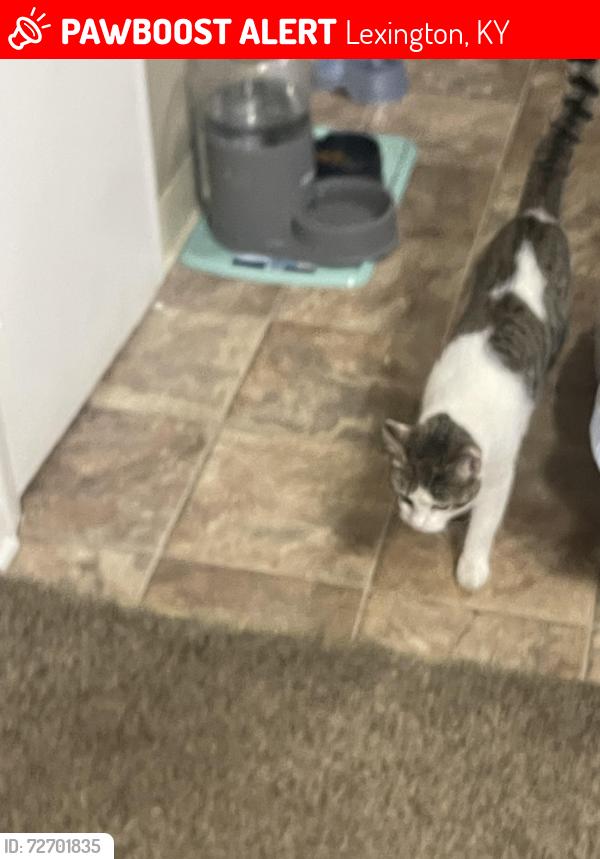 Lost Female Cat last seen Silver street market, Liam’s restaurant on Versailles rd Lexington. FM lodge motel she could have gone somewhere around this places. She is very friendly unless bothered., Lexington, KY 40510