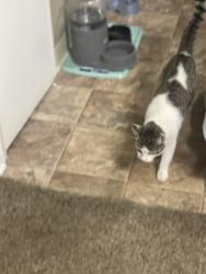 Lost Female Cat last seen Silver street market, Liam’s restaurant on Versailles rd Lexington. FM lodge motel she could have gone somewhere around this places. She is very friendly unless bothered., Lexington, KY 40510