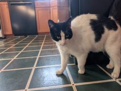 Lost Female Cat last seen Kingsland Ave., Ridgefield, NJ, Ridgefield, NJ 07657