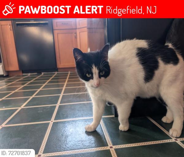 Lost Female Cat last seen Kingsland Ave., Ridgefield, NJ, Ridgefield, NJ 07657