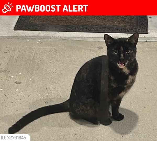 Lost Female Cat last seen Walton’s Landing, Nellie, Chat Holley, Santa Rosa Beach, FL 32459