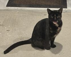 Lost Female Cat last seen Walton’s Landing, Nellie, Chat Holley, Santa Rosa Beach, FL 32459