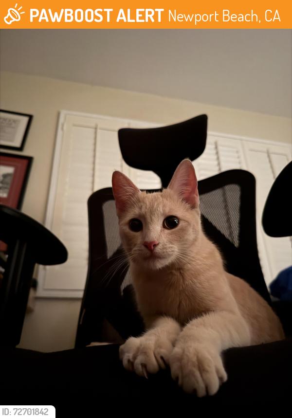 Found/Stray Female Cat last seen Environmental Center, 16th St, Newport Beach, CA 92663