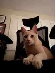 Found/Stray Female Cat last seen Environmental Center, 16th St, Newport Beach, CA 92663