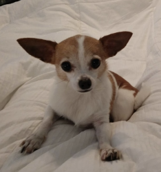 Lost Female Dog last seen Corkwood Dr. Westwood Lakes , Tampa, FL 33626